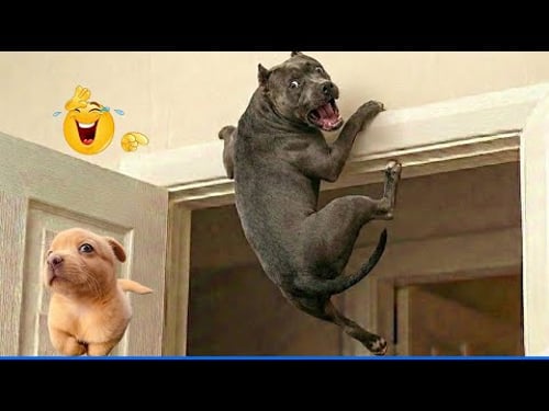 The Funniest Dog Moments Compilation ๐น๐ถ Best Of The Funny Animal Videos