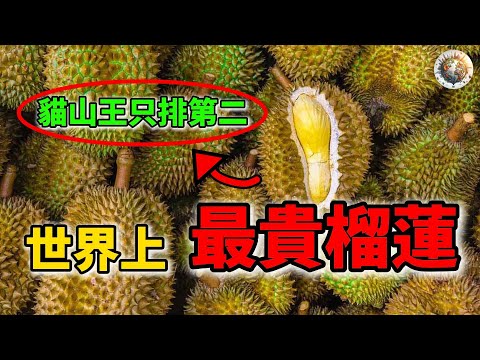 世界十大最貴的榴槤Top10,貓山王只能排第二 | #最貴 #榴槤 #貓山王 #馬來西亞 #泰國 #最貴榴槤 #熱帶水果 #水果 #top10 #科普
