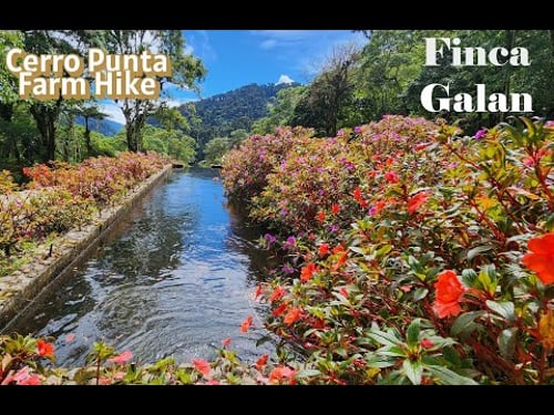 Living in Panama: Cerro Punta - PILA Farm Hike & Fantastic Finca Galan