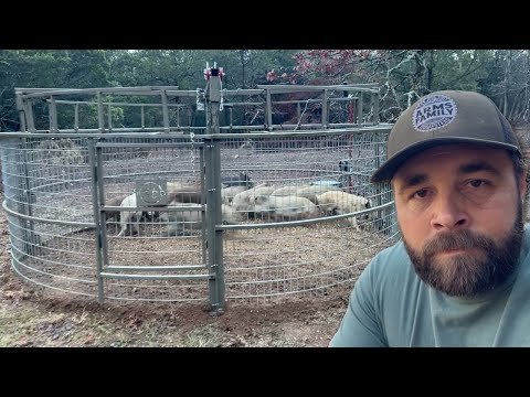 Catching Hogs Like Never Before: Breaking Records!