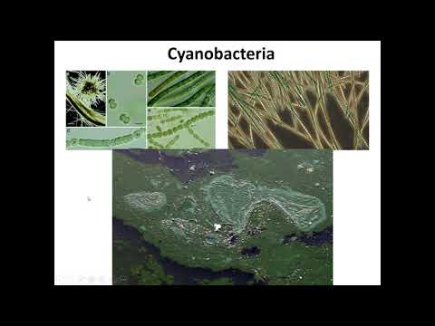 Ботаника. Высшие растения - лекция 01