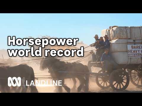 Barellan breaks the world record with 62 heavy horses | Landline | ABC Australia