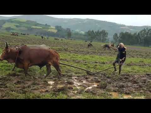 ✔ እርሻን በዚህ መልኩ ሲታረስ አይቶ ለማያውቅ ብቻ//ይህን ስናይ የስራ ስሜታችን ይቀሰቀሳል // Ethiopian farming .
