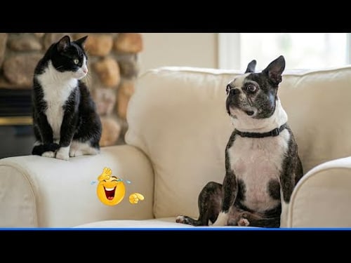 The Funniest Dog Moments Compilation ๐น๐ถ Best Of The Funny Animal Videos