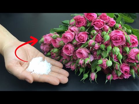 Florist’s Secret to Month-Long Fresh Flowers Without Rotting!
