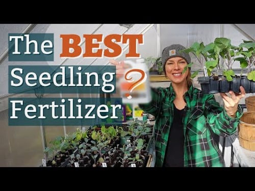What is the Best Fertilizer for Seedlings?