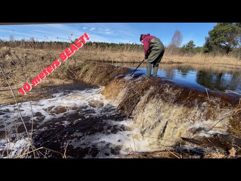 Beaver dam removal || 10 meters of width BEAST!