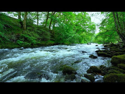 4K River Sounds, Water flowing in forest | Water Sounds, White Noise for Sleep & Relaxation 10 Hours
