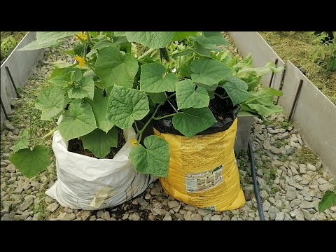 I HARVEST CUCUMBERS IN MAY | CUCUMBER SEEDLINGS FOR EARLY HARVEST | CUCUMBERS IN BAGS