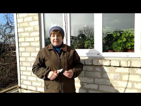 Школа по обрезке сада. Обрезка молодых деревьев 1-2 года.