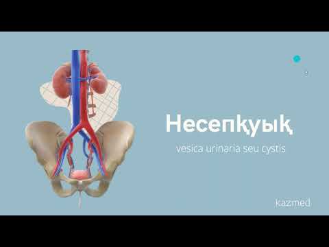 Несепқуықтың анатомиясы / мочевой пузырь