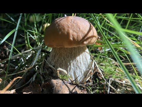 ГРИБАЛКА УДАЛАСЬ | Открытие сезона и сразу ТАКОЙ РЕЗУЛЬТАТ