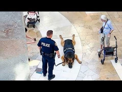 When God Sends You the Funniest Police Dog on Earth 😂 Funny Dogs Videos 2026