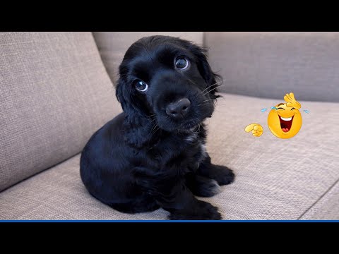 You Will Die From the Cuteness of These Dogs 😍 Funniest Cat & Dog and Animal of 2025 Ever!