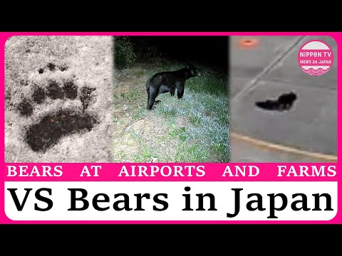 Bear attacks 80YO hunter, closes airport runway