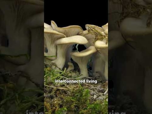 Inside A Mushroom Commune @Fungiacademy 🍄