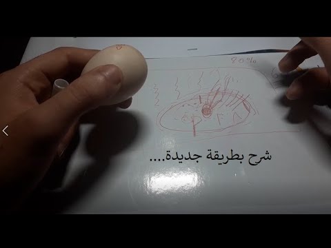 هل أرفع الرطوبة آخر ثلاث أيام في الفقاسة؟ و لماذا يجب ضبط الحرارة على 37؟ ماذا يؤدي تفاوت الحرارة؟