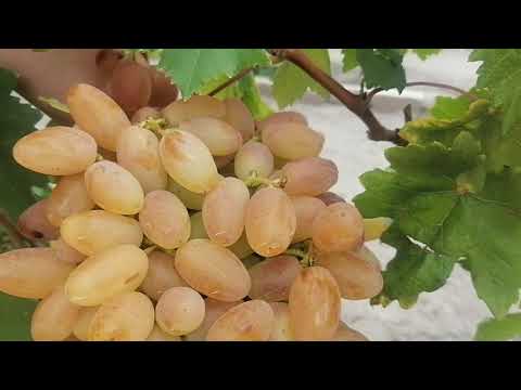 Виноград Виктора Елисеева 2020 часть 2