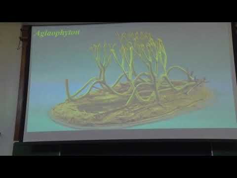 Зернов А. С. - Высшие растения - 3. Меристемы растений