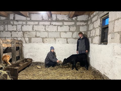 The first bull!!! Which tractors do we choose between!?