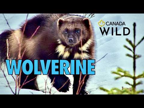 Wolverine: Ghost of the Northern Forest | Nature Documentary - Extended Edition | Canada Wild 🇨🇦