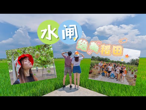 【4K Cuti-Cuti-Malaysia】水闸稻田、东甲牛肉面、知知港晚餐|一家人温馨 Vlog