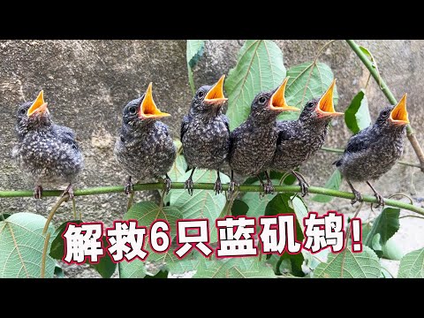 The complete process of rescuing 6 blue sandbirds