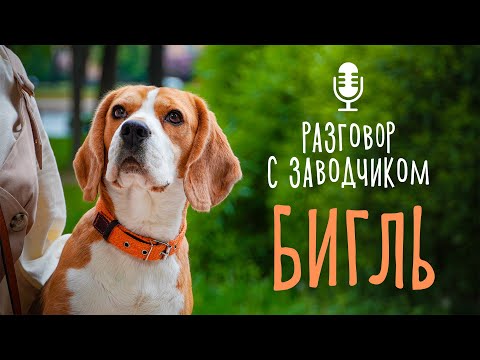 Разговор с заводчиком: бигль // кому подходит порода? / особенности характера бигля