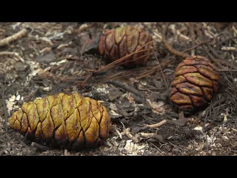 Зелёные животные. Все серии