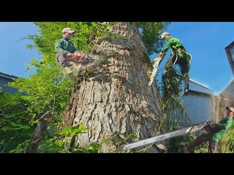 Cưa Cây Còng To Khủng, Gần Lộ,2 Bên Là Nhà, Cưa Kỹ Thuật,317