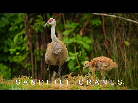 Sandhill Cranes: Epic Migration & Whooping Crane Encounters | Nature Documentary