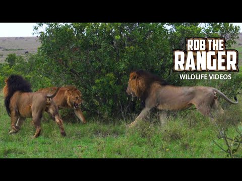 Lions Chase Their Sons | Maasai Mara Safari | Zebra Plains