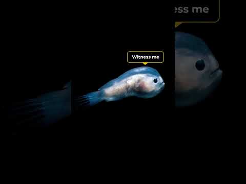 Why it sucks to be a male anglerfish