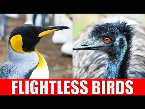 FLIGHTLESS BIRDS | Why Can't Some Birds Fly?