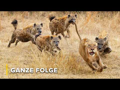 Zambias Fleischfresser retten: Die Bedrohungen im Luangwa-Tal | Bewahrer der Wildnis 103