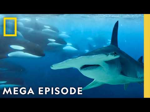 Sharks VS Orcas, Dolphins, & More! | 2025 Sharkfest MEGA Episode | National Geographic