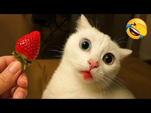 Ultimate Funny Pet Mashup π | Cats, Dogs & Epic Animal Fails