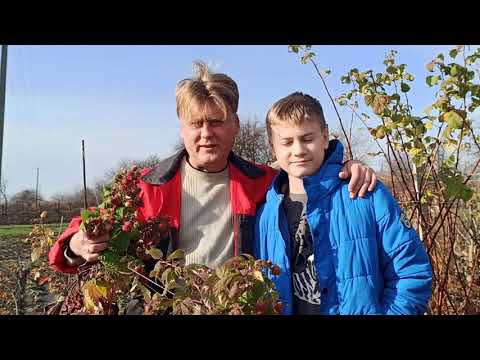 Ideal soil acidity for raspberries. How to achieve it?