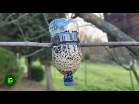 BRANCH TAKE ROOT ON TREE - Every branch will root very quickly