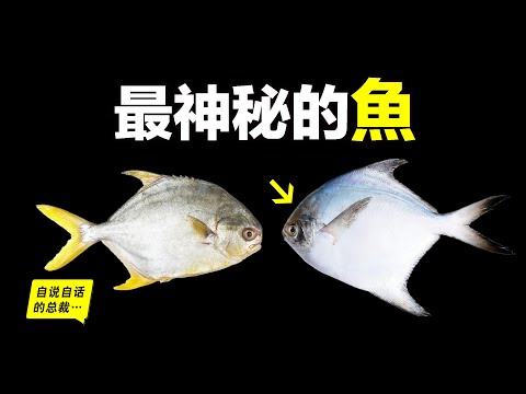 為什麼買不到活著的鯧魚?從家常海鮮,到神秘魚類,為什麼買鯧魚就像買彩票一樣?它們還和食人魚有關?到底誰才是真正的鯧魚?這是一個美味又神秘的故事……|自說自話的總裁