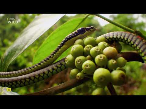 Дикие умные и смертоносные, 5 Часть. Тайное оружие.National Geographic Wild HD смотретьь онлайн.