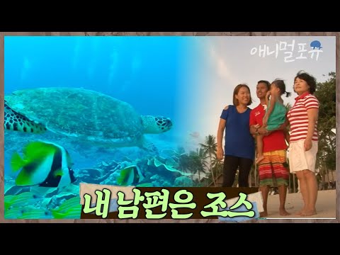 조스를 사랑한 그녀, 사랑 하나로 남태평양 작은 섬나라까지 왔다🏝️ 신이 내린 마지막 바다정원, 팔라우 | 내 남편은 조스 | KBS 인간극장 2013 방송