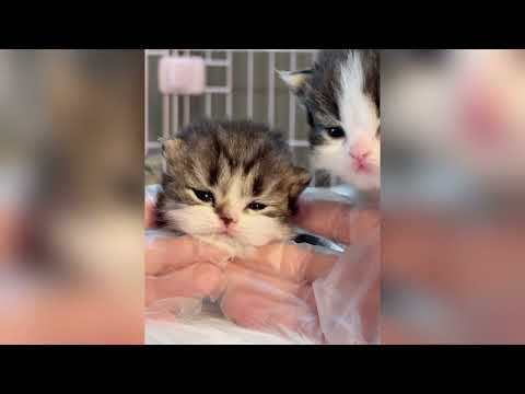 Les animaux les plus adorables feront ta journée ♥