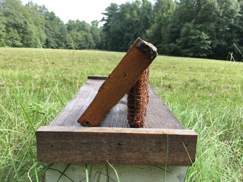 Watch this BEFORE you try Foundationless Beekeeping!