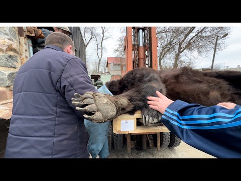 Олег Зубков идет в берлогу к медведю посмотреть СПИТ ЛИ ОН! При погрузке МЕДВЕДЬ ПРОСНУЛСЯ !