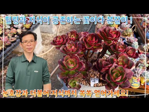 언제나 힐링과 지식이 공존하는 꽃이다의 분갈이 !! 눈호강과 더불어 지식까지 쏙쏙 얻어가세요 ~!