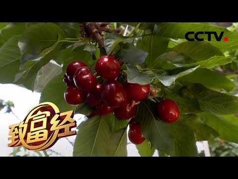《致富经》刨树三次有玄机 解锁樱桃种植的财富密码 20200630 | CCTV农业