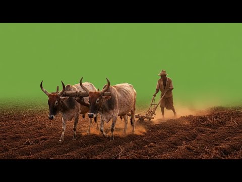 No Machines, Just Muscle: The Power of Cow Ploughing.