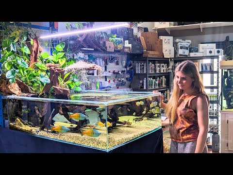 Rainbowfish River Tank at Arcy Aquariums (FULL STOUR TOUR w/@AdriansFishroom)