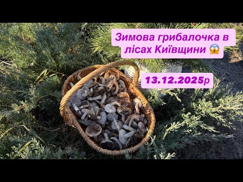 Гриби в лісах Київщини 13.12.2025р. Прогулянка з кумою. Друзі наші менші - це любов.Різдвяний букет.